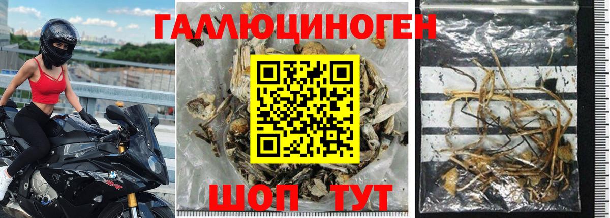 Галлюциногенные грибы Psilocybe Норильск